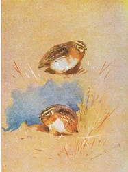 Rebhuhn-Studien, veröffentlicht von Book Club Associates, 1972